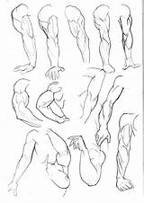 Bambs79 Brazos Sketchbook Hombre Anatomia Pg3 Reference Brazo Poses Man Humana sketch template