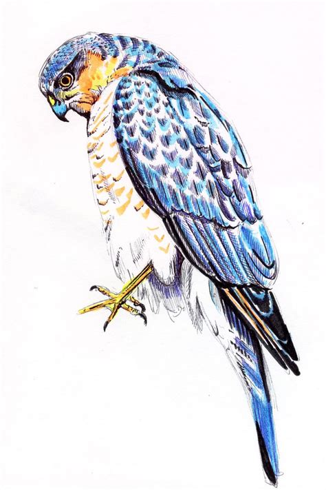 sparrowhawk bird illustration illustration art illustration
