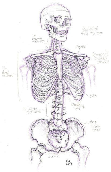 drawing skull sketches coloring pages ideas anatomy coloring