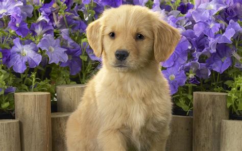 schattige hond en paarse bloemen achtergronden