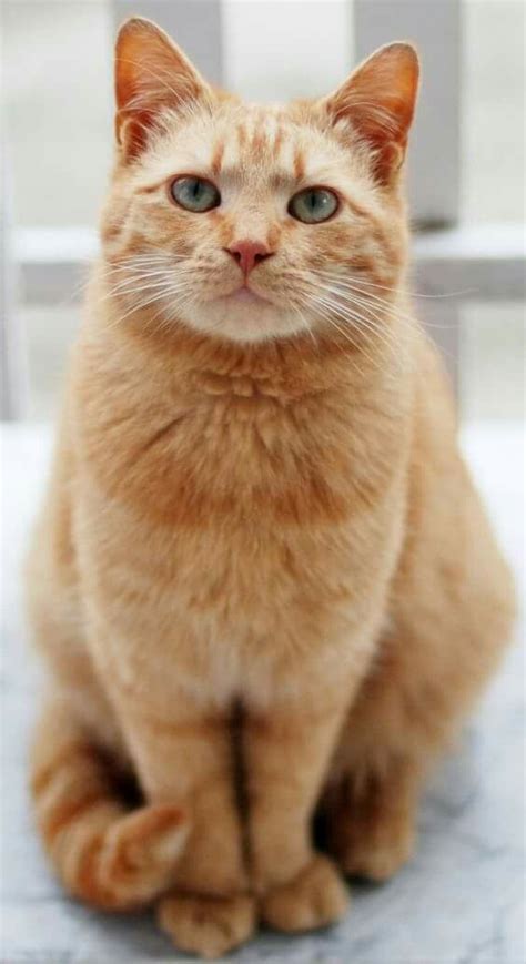 ginger cats images  pinterest cute kittens kitty cats  bffs