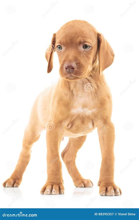 full body picture   viszla puppy dog standing stock image image  doggy cute