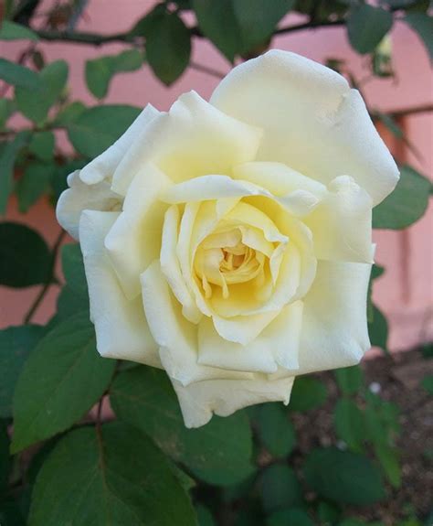 fotos de flores de rosas blancas