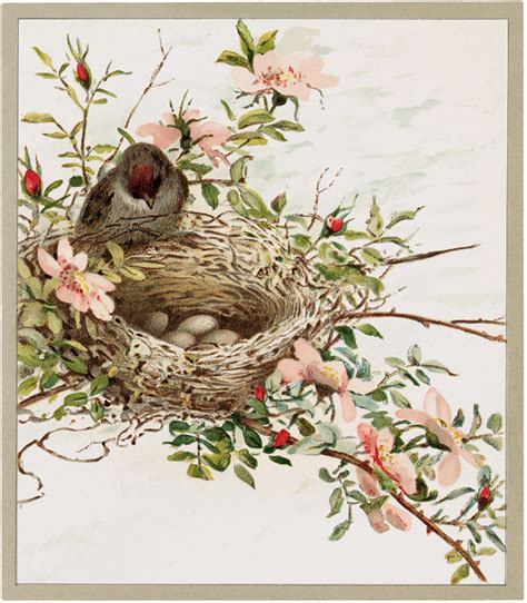 bird nests  flowers images  graphics fairy
