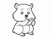 Chubby Coloring Hamster Coloringcrew sketch template