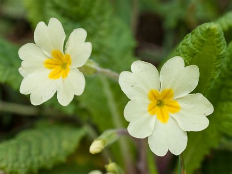 species  uk week  primrose primula vulgaris