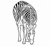 Zebra Coloring Coloringcrew sketch template