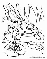 Pond Coloring Pages Frog Turtle Drawing Lily Pad Fish Printable Preschoolers Shell Color Getdrawings Life Print Sea Getcolorings Habitat Animals sketch template