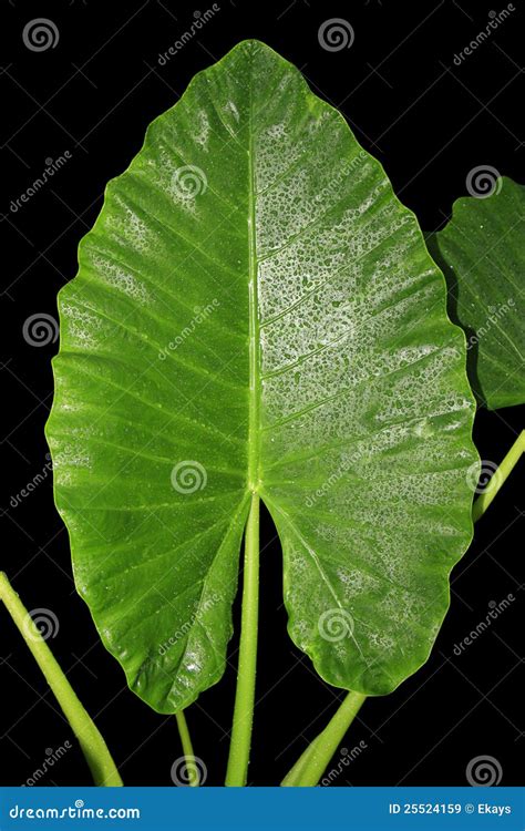 large green leaf stock image image  spring elephant