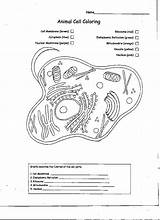 Cellula Animale sketch template