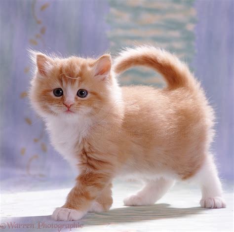 fluffy ginger female kitten photo wp