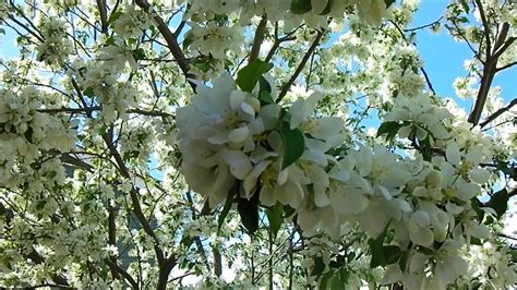 white flowering tree youtube