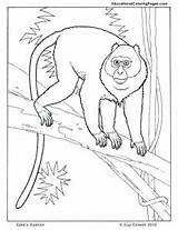 Primates sketch template