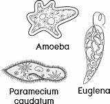 Caudatum Unicellular Paramecium Organisms Amoeba Coloring Set Euglena sketch template