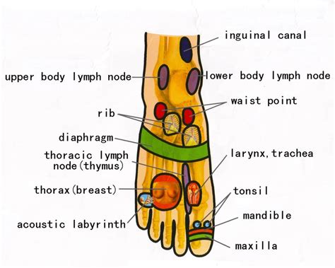 tcm diagnosis  body reflected   foot top reflexology