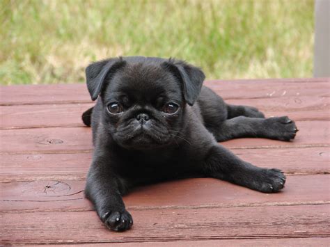 pug puppies pet adoption  sales
