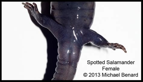 how to tell apart male and female spotted salamanders and other ambystoma mister toad