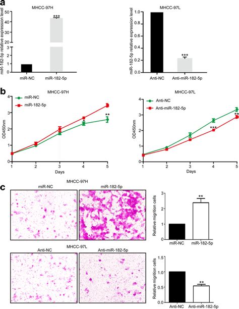 Effects Of Mir182 5p In Hcc Proliferation And Invasion A