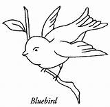 Bluebird Coloring Pages Bird Color Line Animalstown Blue Animal Printable Sheets Print Drawing Animals Sheet sketch template