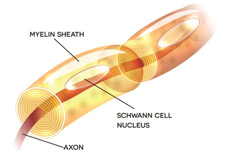 myelin sheath strength harnessing natures   optimal nerve function primalherbcom
