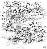 Scarlet Serpents Coralillo Serpiente Anaconda Coloringhome Serpente Culebra Escarlata Snakes Garabato sketch template