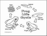 Frog Cycle Coloring Life Pages Lifecycle Color Printable Sheets Cycles Large Activity Abcteach sketch template