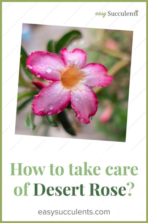 How To Take Care Of Desert Rose Everything You Need To Know – Artofit