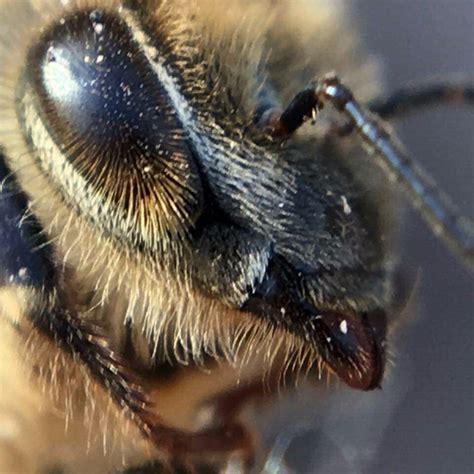 pin  raising bees   beekeeping business bee bee keeping drone bee