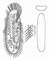 Protozoa Hieronymus sketch template