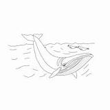 Whale Coloring Pages Printable Toddler Will Articles sketch template