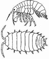 Pill Bug Bugs Kids Woodlice sketch template