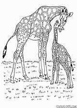 Coloring Africa Colorkid Giraffes Animals sketch template