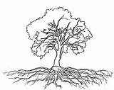Tree Roots Coloring Oak Olive Massive Drawing Outline Logo Pages Trees Getcolorings Color Print Getdrawings Luna Drawings Printable Size Clip sketch template
