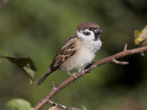 tree sparrow saga