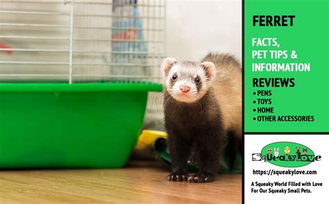 complete ferrets facts tips information   ferret lovers site  world  small