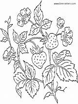 Strawberry Coloring Pages Plant Printable Fruit Bush Embroidery Eating Designs Strawberries Berries Shortcake Para Sherriallen Kids Hand Color Desenho Animals sketch template