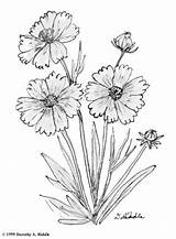 Coreopsis Coloring 35kb sketch template