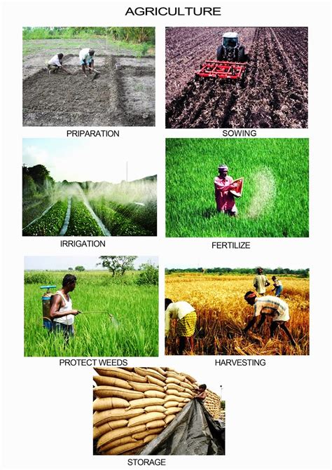 stages  agriculture