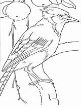 Jay Coloring Pages Blue Printable Birds Kids sketch template