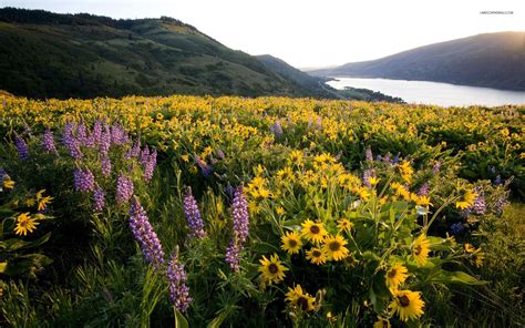 field of sunflowers and lupine 968 2560x1600