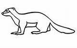 Weasel Coloring Tailed Long sketch template