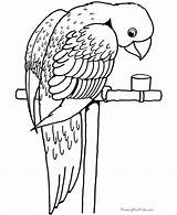 Coloring Bird Parrot Pages Animals sketch template