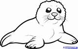Seal Coloring Cute Clipart Pages Baby Pup Harp Printable Clip Library Draw Insertion Codes sketch template