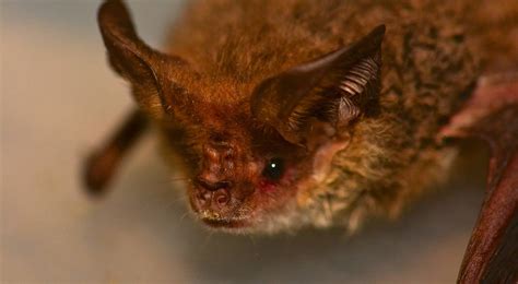 small nocturnal bat common but secretive the courier