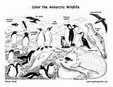 Antarctica Antarctic Penguin Arctic Tundra Pole Exploringnature Artic Hábitat Habitats Azcoloring Designlooter Coloringnature Abrir 612px 84kb sketch template