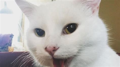 internacional del gato el origen  los mejores memes de michis
