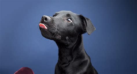 lab hound mix  complete guide  labrador hound mix breed dogs