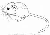 Kangaroo Step Rodents Coloring Drawingtutorials101 Mole sketch template