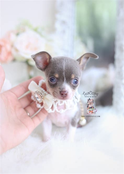 chihuahua breeder miami fl teacup puppies and boutique