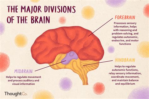divisions   brain